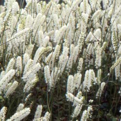 Actaea simplex White Pearl